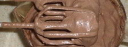 крем для шоколадного бисквита. Шаг 5