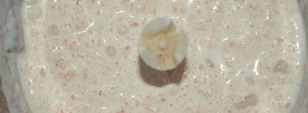 праздничный цукотто из форели с нежнейшим креветочным муссом, огурцом и сливочным кремом. Шаг 8