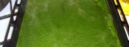 рыбный рулет-суфле со шпинатом. Шаг 6