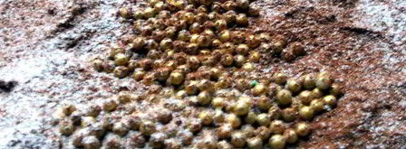 рождественский тирамису. Шаг 7