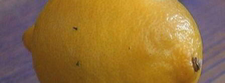 долма с кускусом и вялеными помидорами. Шаг 9