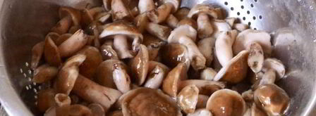 маслята жареные в сметане. Шаг 5