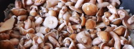 маслята жареные в сметане. Шаг 7