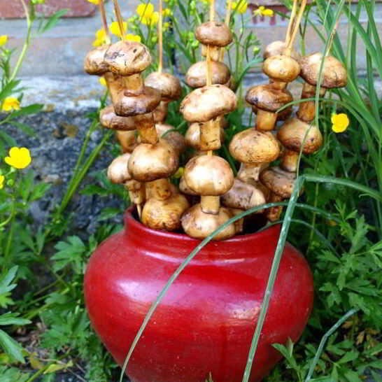 Рецепт шампиньоны на шпажках на мангале