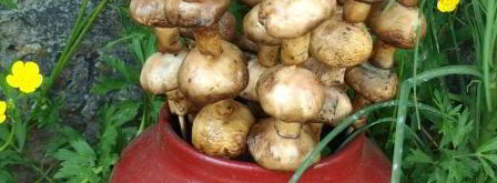 шампиньоны на шпажках на мангале. Шаг 4