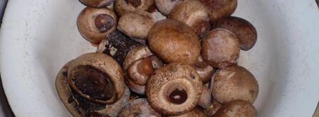 шампиньоны по-итальянски. Шаг 8