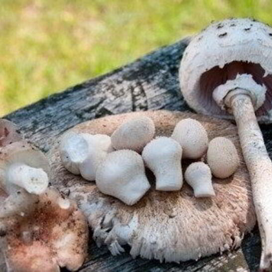 Рецепт тушеные зонтики