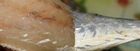 рыбные котлеты из путассу. Шаг 2