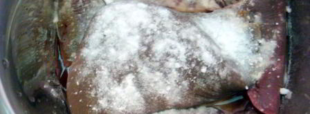 печень говяжья по-строгановски классически. Шаг 2