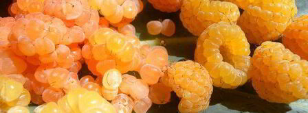 печень-гриль с инжирно-малиновым соусом. Шаг 5