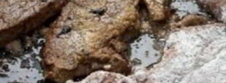 печень с луком. Шаг 3