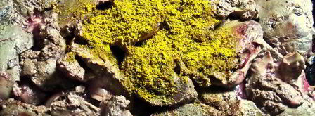 печенка под овощной шубкой. Шаг 5