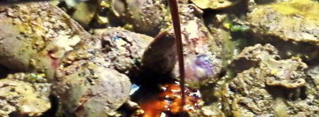 печенка под овощной шубкой. Шаг 7