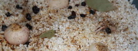 плов со свиным беконом. Шаг 9