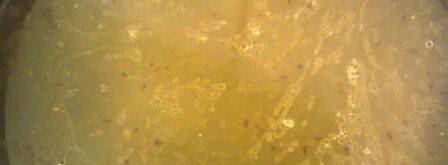 рагу из свинины с яблоками. Шаг 7