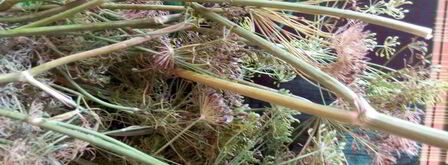 раки вареные 4х4. Шаг 2