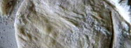 вареники с яблоками. Шаг 5