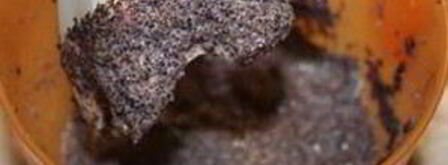 кутья в скороварке. Шаг 3