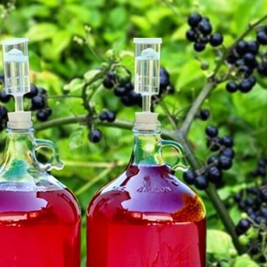 Рецепт домашнее вино из санберри