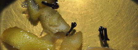 горячий яблочный напиток со специями и сливочным маслом. Шаг 4