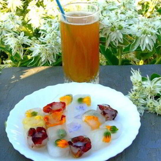Рецепт напиток из календулы с цветочным льдом