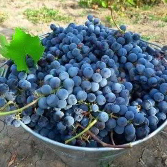 Рецепт виноградное вино