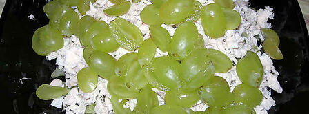 салат дамский. Шаг 9