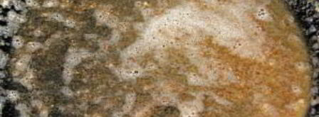 суп-пюре из белых грибов в блендере. Шаг 4