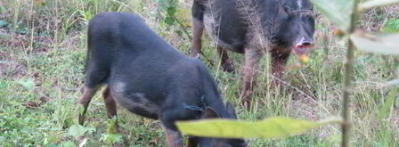 томатно-кориандрный суп. Шаг 17