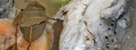 уха из красной рыбы. Шаг 2