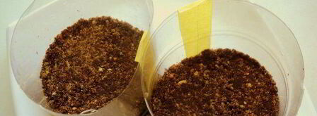 мини-чизкейки с черникой. Шаг 3