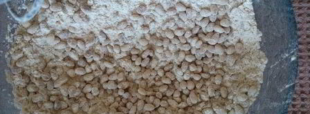 банановый кекс с кедровыми орешками и цедрой лимона. Шаг 9