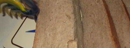 хлеб с корицей и ореховым маслом. Шаг 5