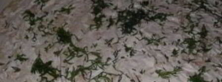 лаваш с грибами и сыром. Шаг 3