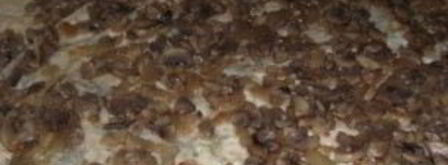 лаваш с грибами и сыром. Шаг 4