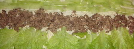 лаваш с тунцом. Шаг 5