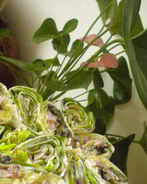 Закуска из лаваша