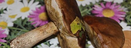 жареные пирожки с баклажанами мясом и грибами. Шаг 4