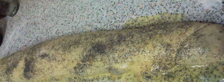 рулетик с маком. Шаг 3