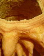 Торт Шакотис