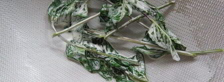 торт шоколад-мята-лимон. Шаг 7