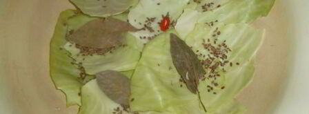 капуста квашеная. Шаг 2