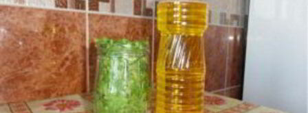 кинза на зиму. Шаг 2