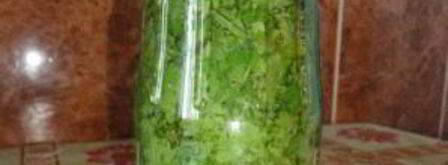 кинза на зиму. Шаг 3