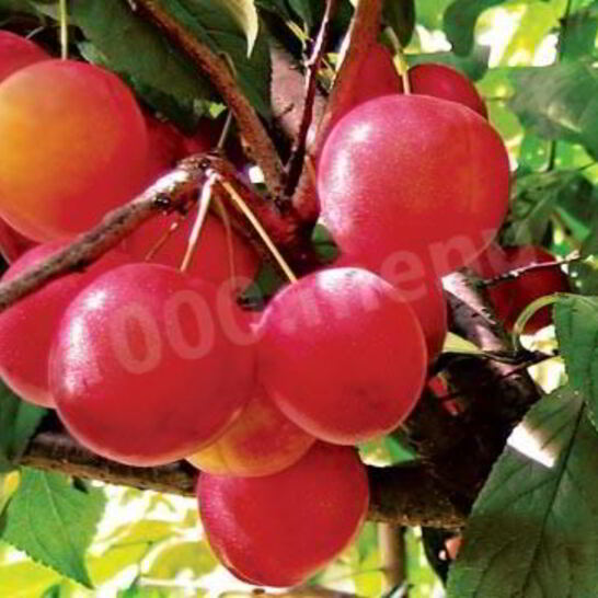 Рецепт алычовый компот из алычи на зиму