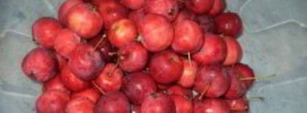 компот из ранеток на зиму. Шаг 2