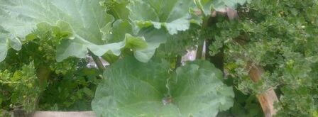 компот из ревеня со вкусом детства. Шаг 7