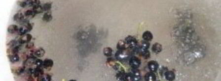 смородиновый компот. Шаг 5