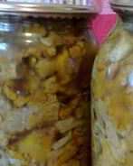 Маринованные лисички на зиму