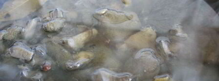 маринованные моховики на зиму. Шаг 2